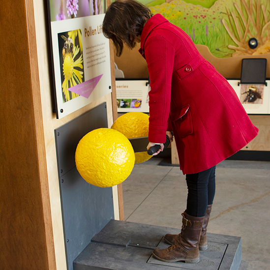 woman trying the pollen lift exhibit